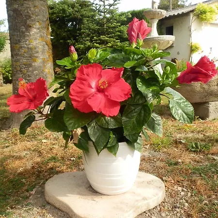 Chambre D'hotes Floralia