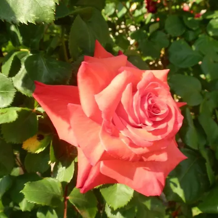 Chambre D'hotes Floralia *